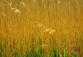 Phragmites and glowing green grass LA8501 Phragmites and glowing green grass LA8501