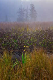 Michigan wetland in fog LA8621 Michigan wetland in fog LA8621