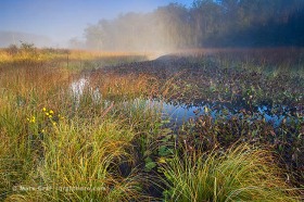 Calla Burr Foggy Sunrise LA8622 Calla Burr Foggy Sunrise LA8622