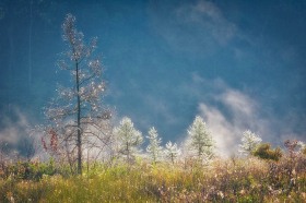 Glistening Tamaracks LA8623 Glistening Tamaracks LA8623