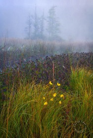 Wetland fog with flowers LA8627 Wetland fog with flowers LA8627