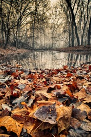 Fallen leaves and Foggy Pond LA9676