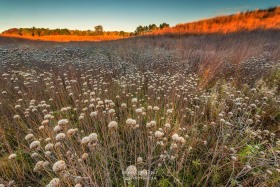 Oak Savanna with Autumn Frost LA9800