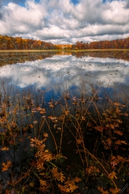 Oak Leaves and rushes on Haven Hill Lake FC10702