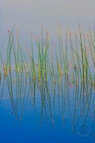 Seen Bullrushes PL10091