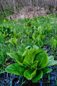 Skunk cabbage patch PL9624
