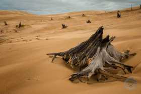 Ancient tree stumps and sand dunes SL9660