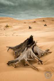 Ancient tree stumps and dunes SL9667 Ancient tree stumps and dunes SL9667