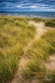 Lake Michigan Dune Grass SL9673 Lake Michigan Dune Grass SL9673