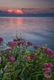 Swamp Milkweed on Lake St. Clair SL9763