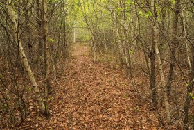 Turtle Woods Trail TR10143 Turtle Woods Trail TR10143