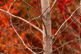 Autumn Aspen Branches TR10182
