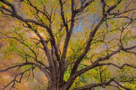Branches of Life TR10218