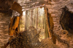 Woodland Window TR10246