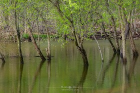 Trees in floodplain TR10282