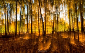 Autumn Forest Spirits TR10353