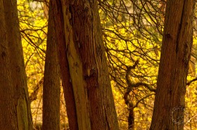 Pines and yellow blooms TR7690