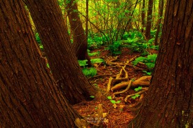 Lakeville Swamp Cedar Roots TR7903