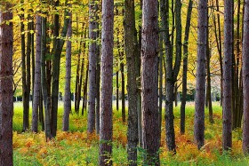 Pine trunks in fall TR8920 Pine trunks in fall TR8920