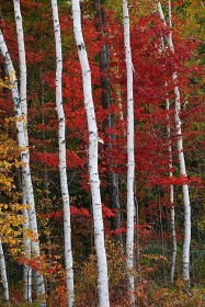 Birch trees in red TR8922 Birch trees in red TR8922
