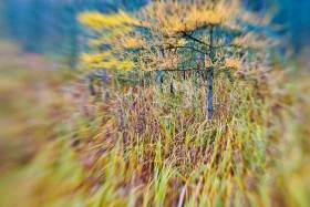Tamarack blur TR8926 Tamarack blur TR8926