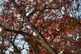 Northern Red Oaks TR8927 Northern Red Oaks TR8927