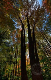 Towers of Jasper woods TR8931 Towers of Jasper woods TR8931