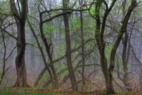 Spring buds & fog TR9040 Spring buds & fog TR9040