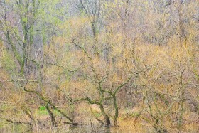 Foggy Spring morning textures TR9041 Foggy Spring morning textures TR9041