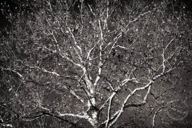 Seeing Tree Skeletons TR9341-2 Seeing Tree Skeletons TR9341-2