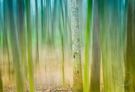 Sycamore Tree Blur TR9565 Sycamore Tree Blur TR9565