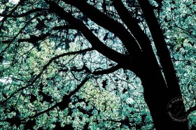 Backlit Flowering Tree TR9569 Backlit Flowering Tree TR9569