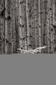 Alone amongst the pines TR9689