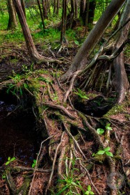 Root bridge at Lakeville Swamp TR9742