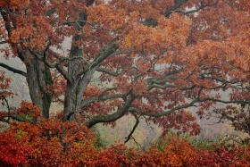 Autumn Red Oak TR9895 Autumn Red Oak TR9895