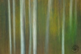 Shaken Aspens Shaken Aspens