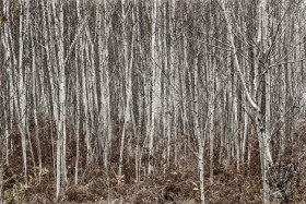 Aspen abstract TR9969 Aspen abstract TR9969