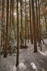 Snow amongst Pines TR9973 Snow amongst Pines TR9973