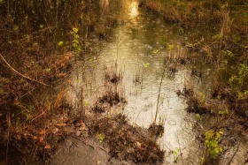 Rain falling on puddle WA10145 Rain falling on puddle WA10145