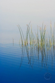 Bull Rushes in silent pond WA8262