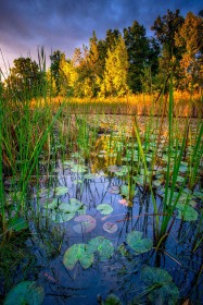 Lilypad pond at sunrise WA9644