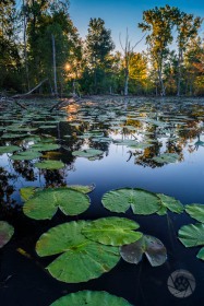Lilypads and sunburst WA9645