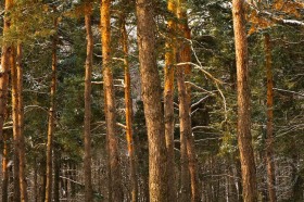 Winter Red Pines WI9365