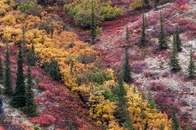 Autumn / Fall Color Taiga - Boreal Forest in Alaska FC9183 Autumn / Fall Color Taiga - Boreal Forest in Alaska FC9183