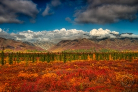 Denali Autumn Color LA9085 Denali Autumn Color LA9085