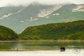 Volanic Mountainside and Bear BE9125 Volanic Mountainside and Bear BE9125