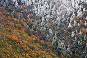 Snow-covered mountain pines in Autumn FC8044 Snow-covered mountain pines in Autumn FC8044