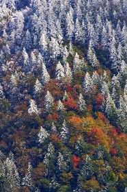 Mount LeConte snow covered pines FC8046 Mount LeConte snow covered pines FC8046