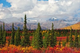 Alaskan Range & Spruce trees FC9108 Alaskan Range & Spruce trees FC9108