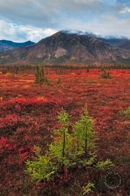 Spruce saplings and Red taiga FC9209 Spruce saplings and Red taiga FC9209